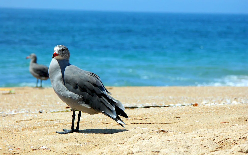 Crimean Cormorant Gull