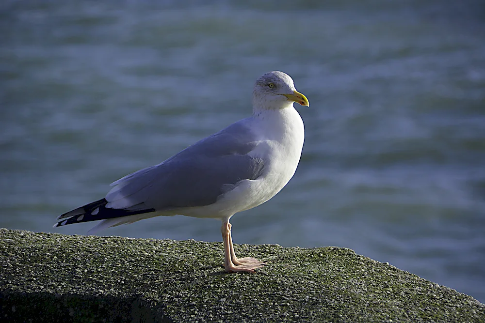 Greythroat bird