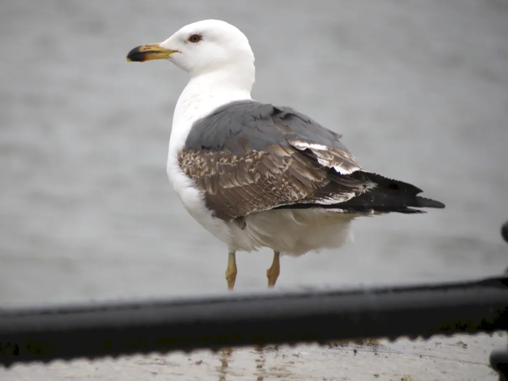 Birds of the sea