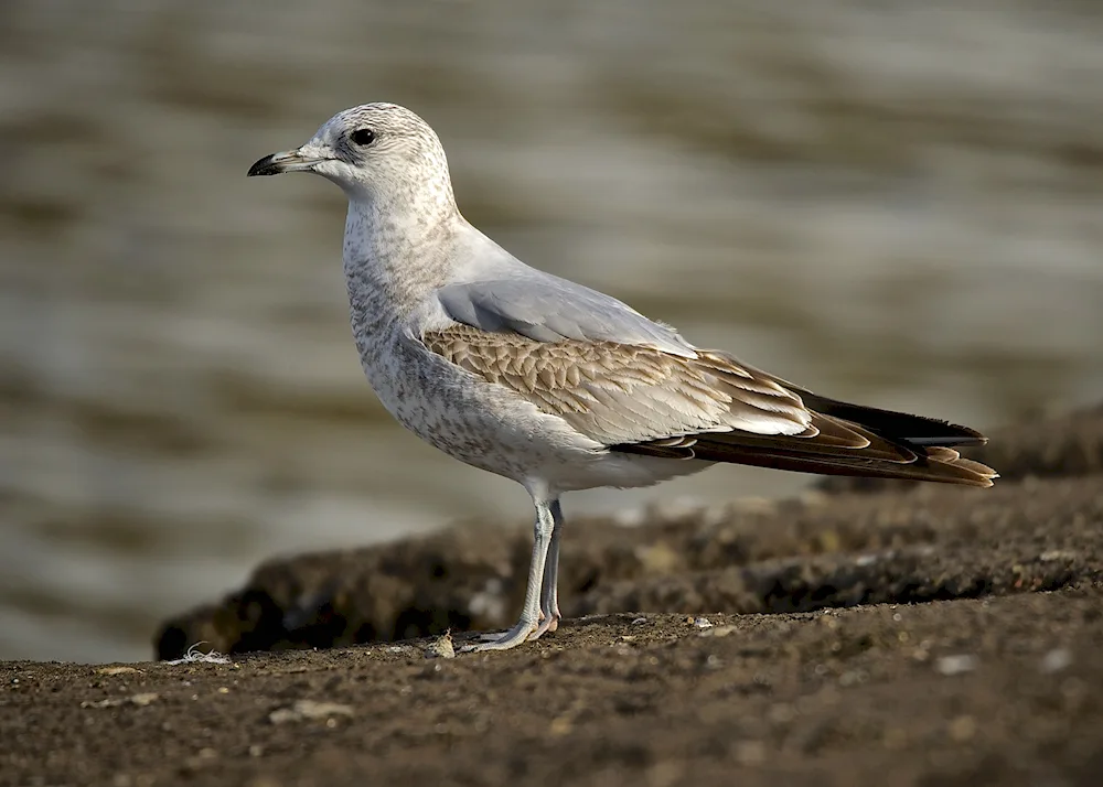 Black Gull