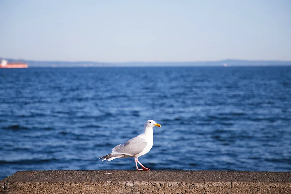 Sea Gull Barents Sea