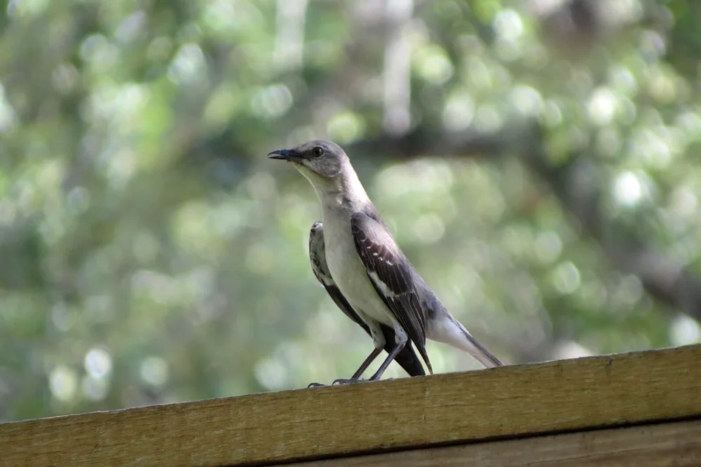 Nightingale Chickadee