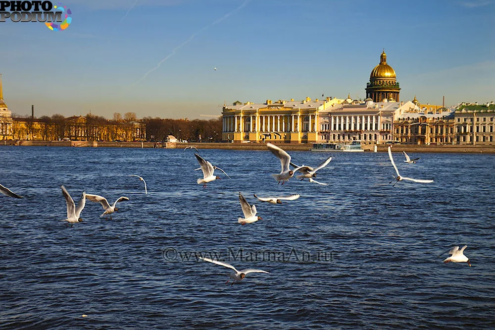 Birds of St. Petersburg