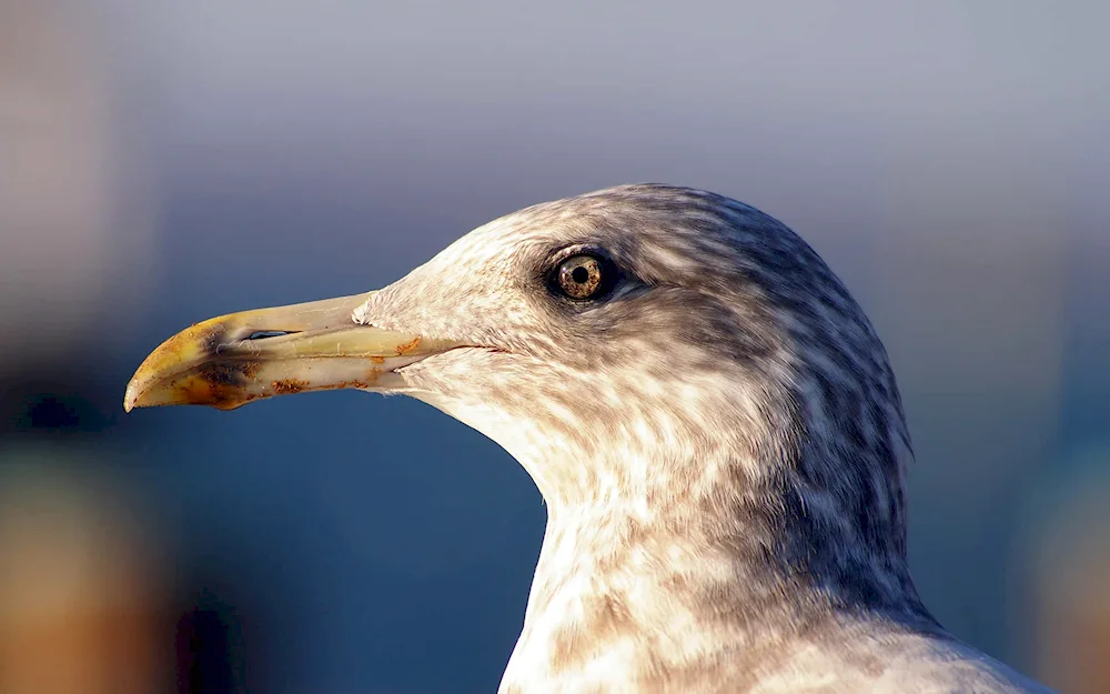 Grey gull