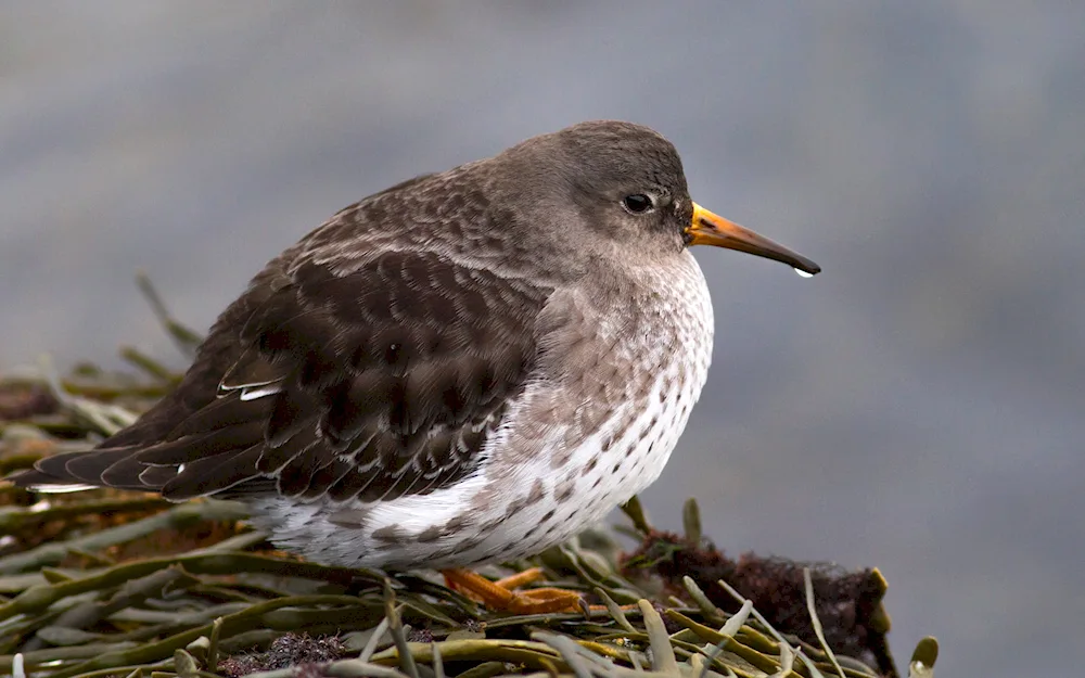 Grey woodcock Becas