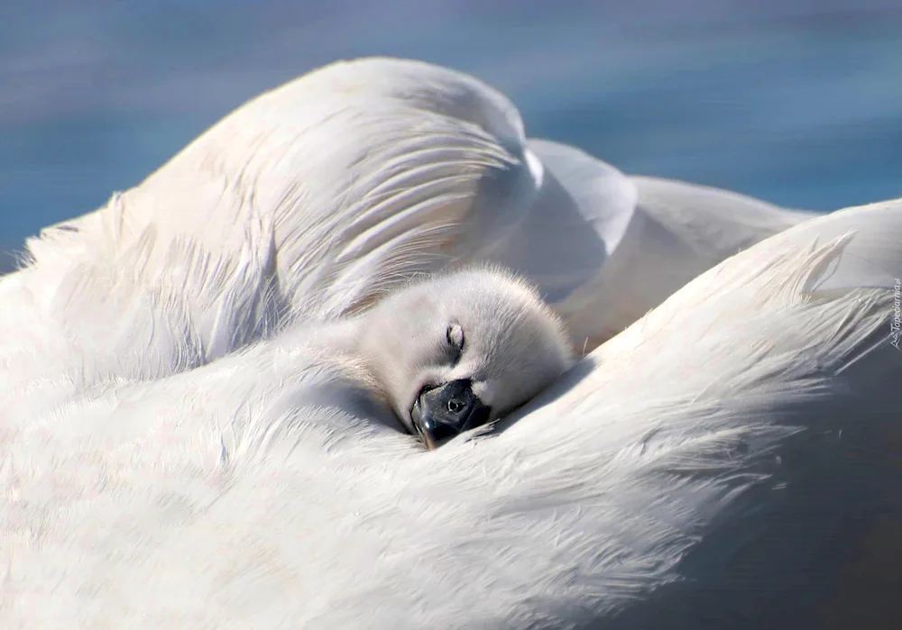 Chickadee sleeping