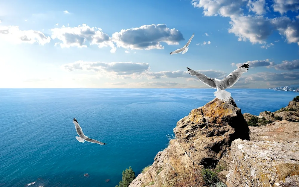 Gull Utes Crimea