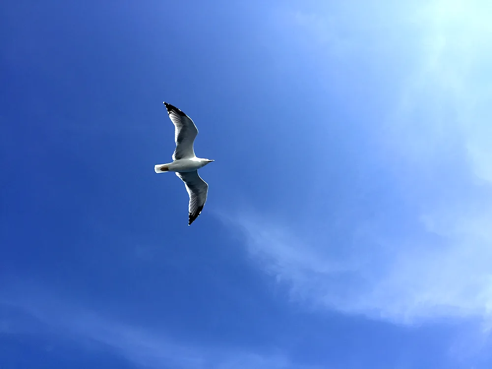 Birds in the sky