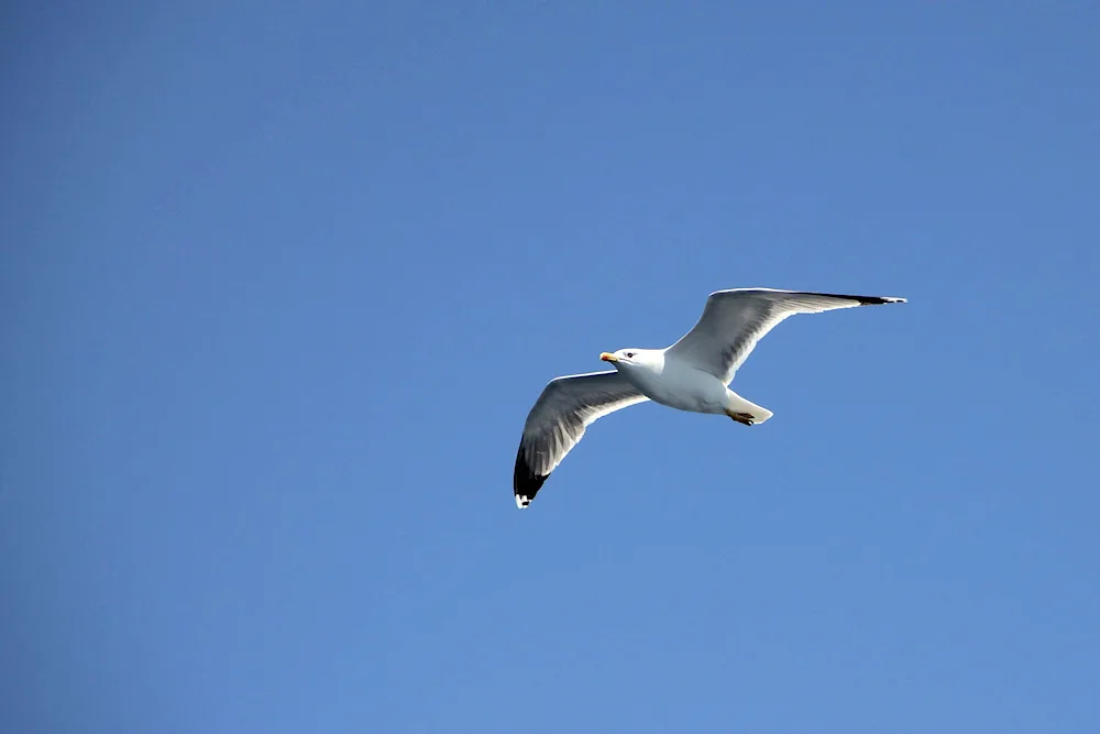 Birds in the sky