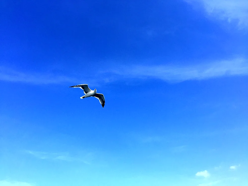 Sea Gull