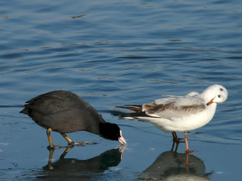 Albatross Crimea