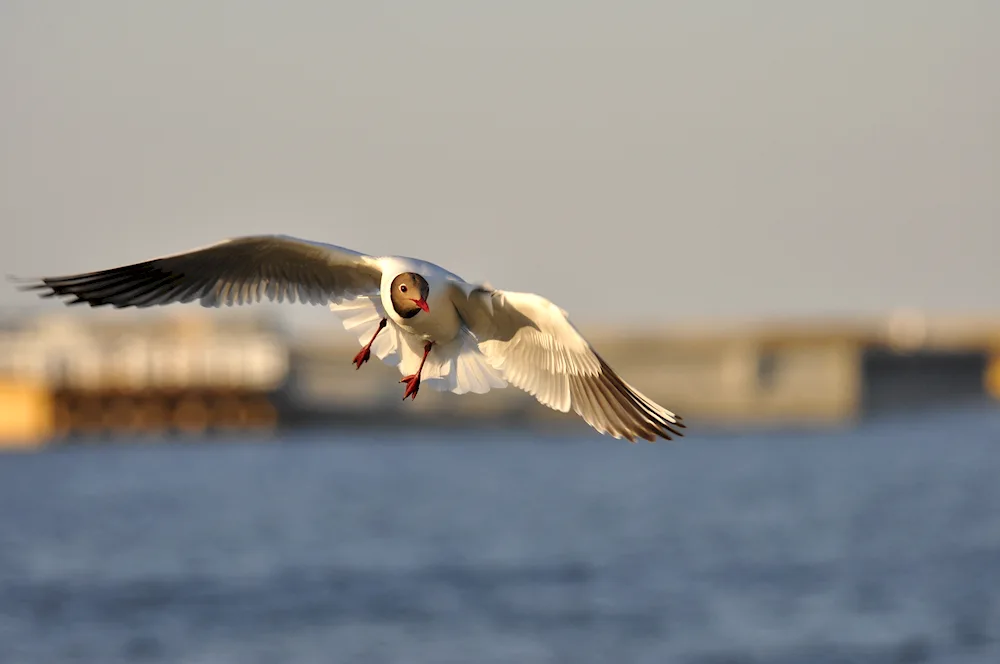 Gulls