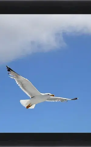 Seagulls