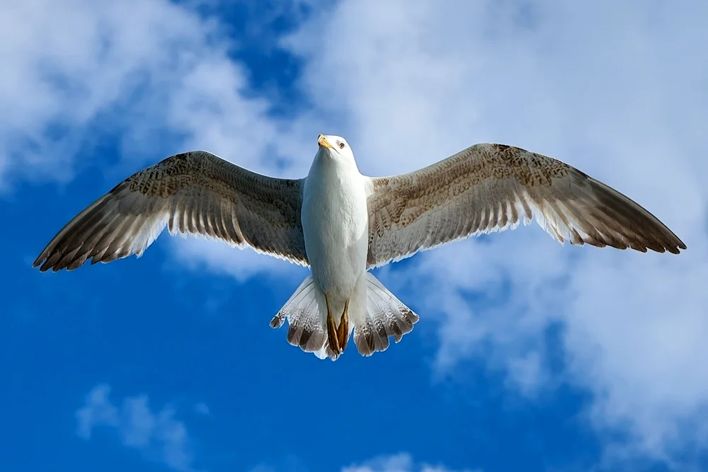 Jonathan Gulls Livingstone