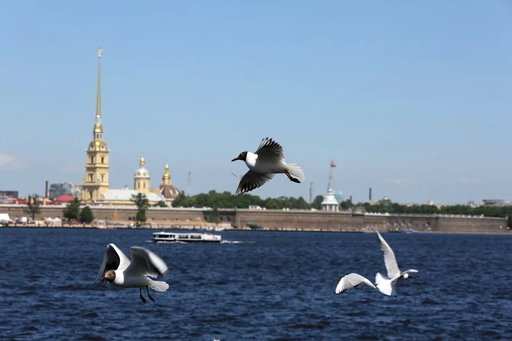 White swans in Prague