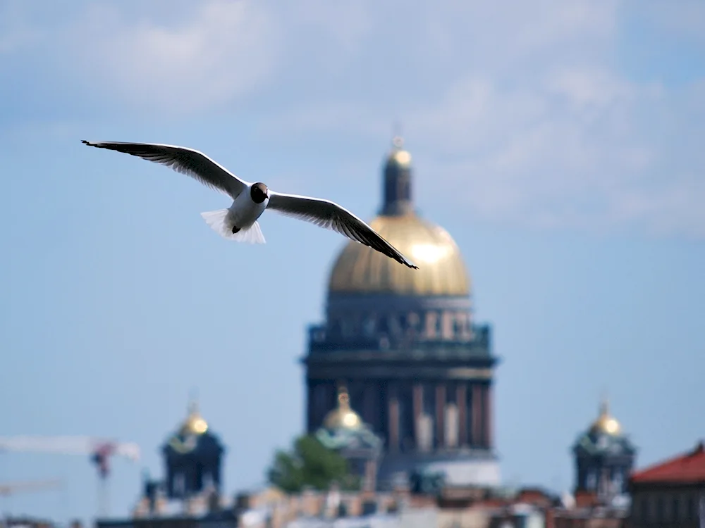 Gulls of St. Petersburg