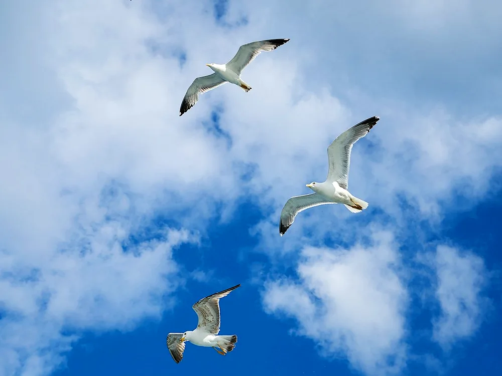 Gulls in the sky