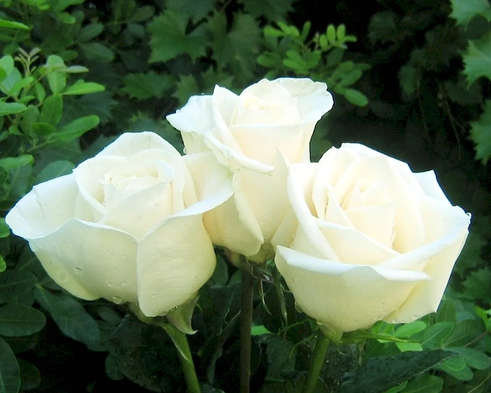 Paye's tea hybrid rose white swan