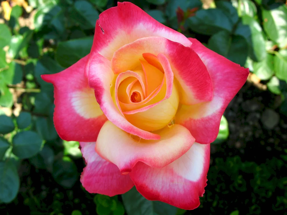 Tea-hybrid rose Marusya