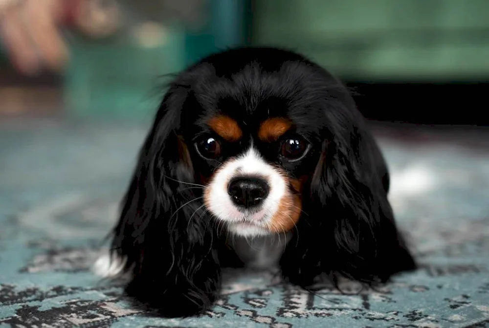 Charles Cocker Spaniel