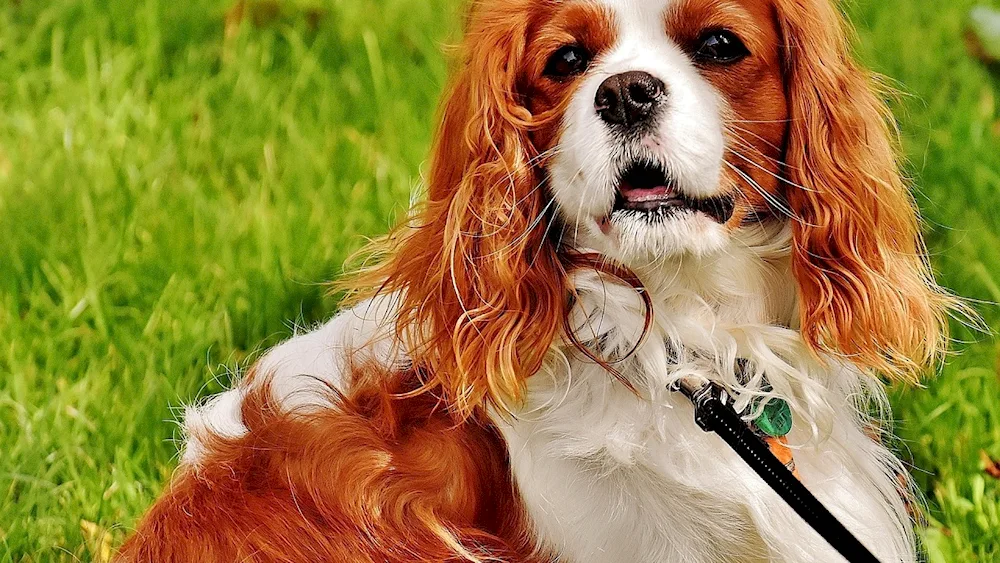 Irish cocker spaniel.