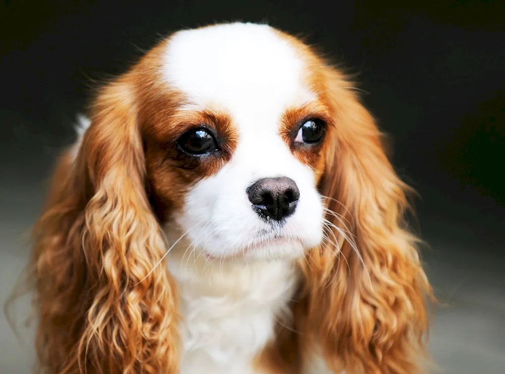 Charles Cocker spaniel