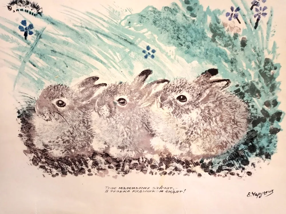 Charushin Evgeny Ivanovich drawings