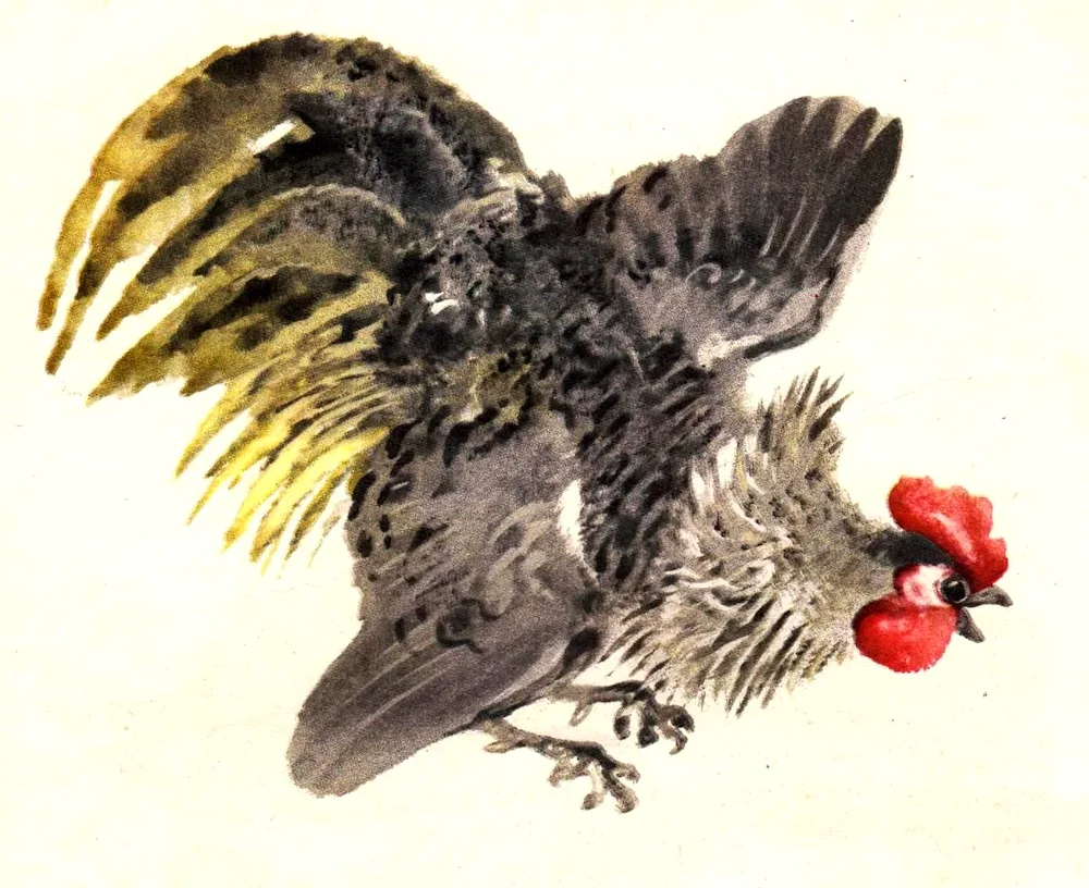 Charushin illustrator