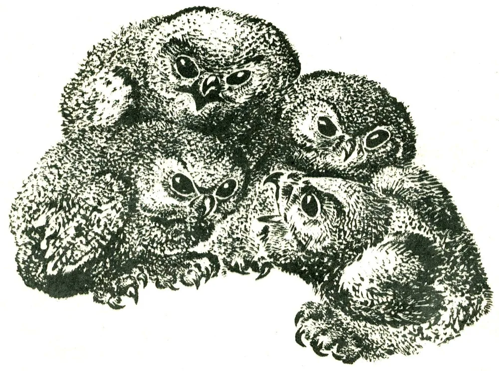 Charushin Owl