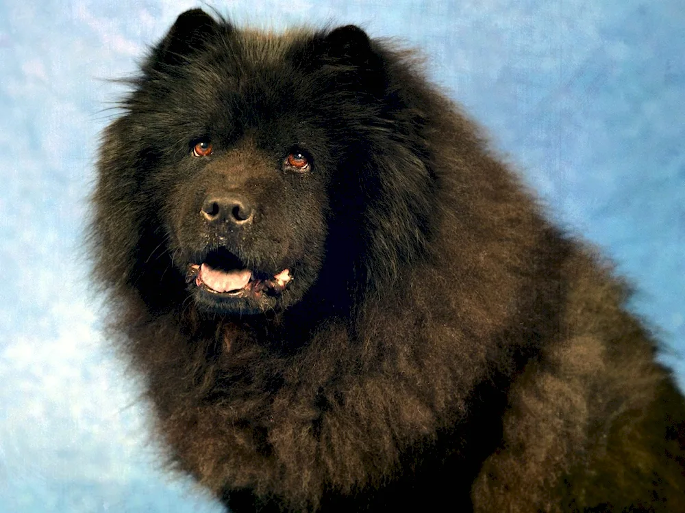 Alaskan Samoyed