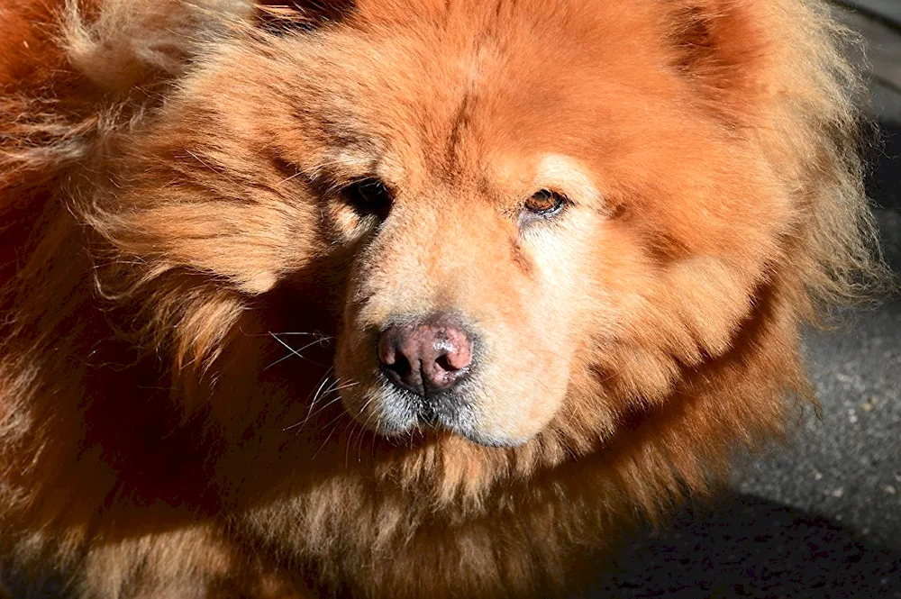 Chow Chow red