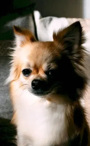 Chow Hua longhair