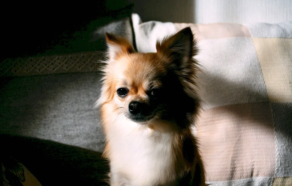 Chihuahua long-haired