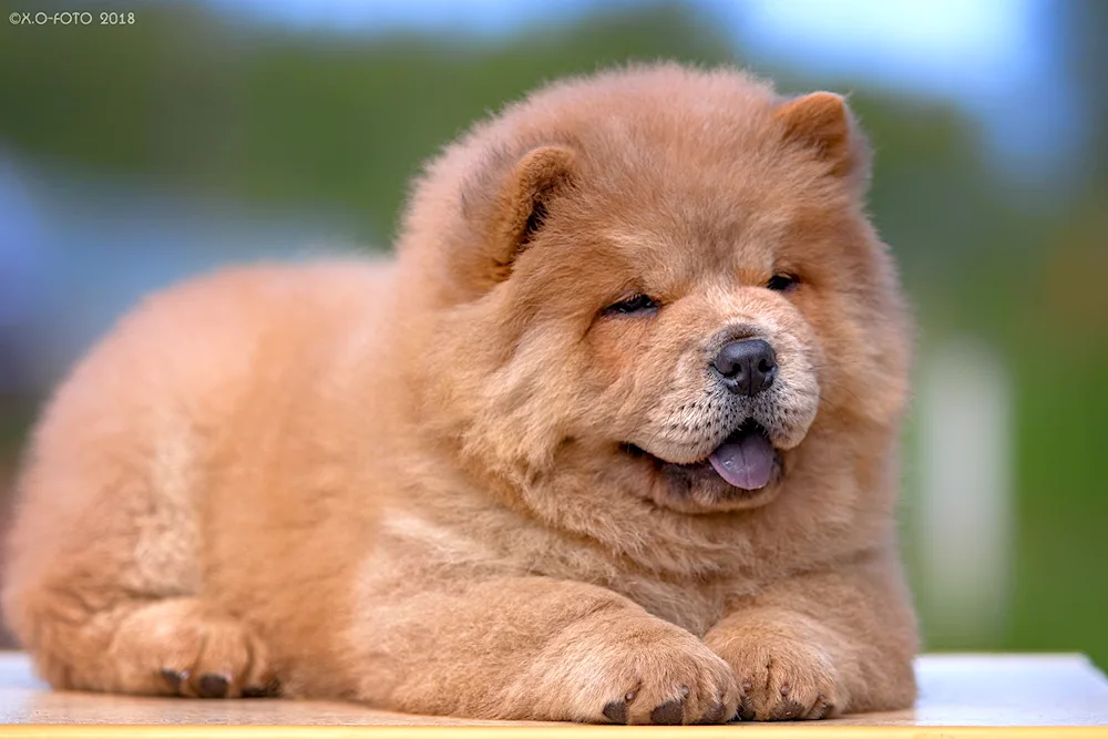 Chow dog breed. Chow