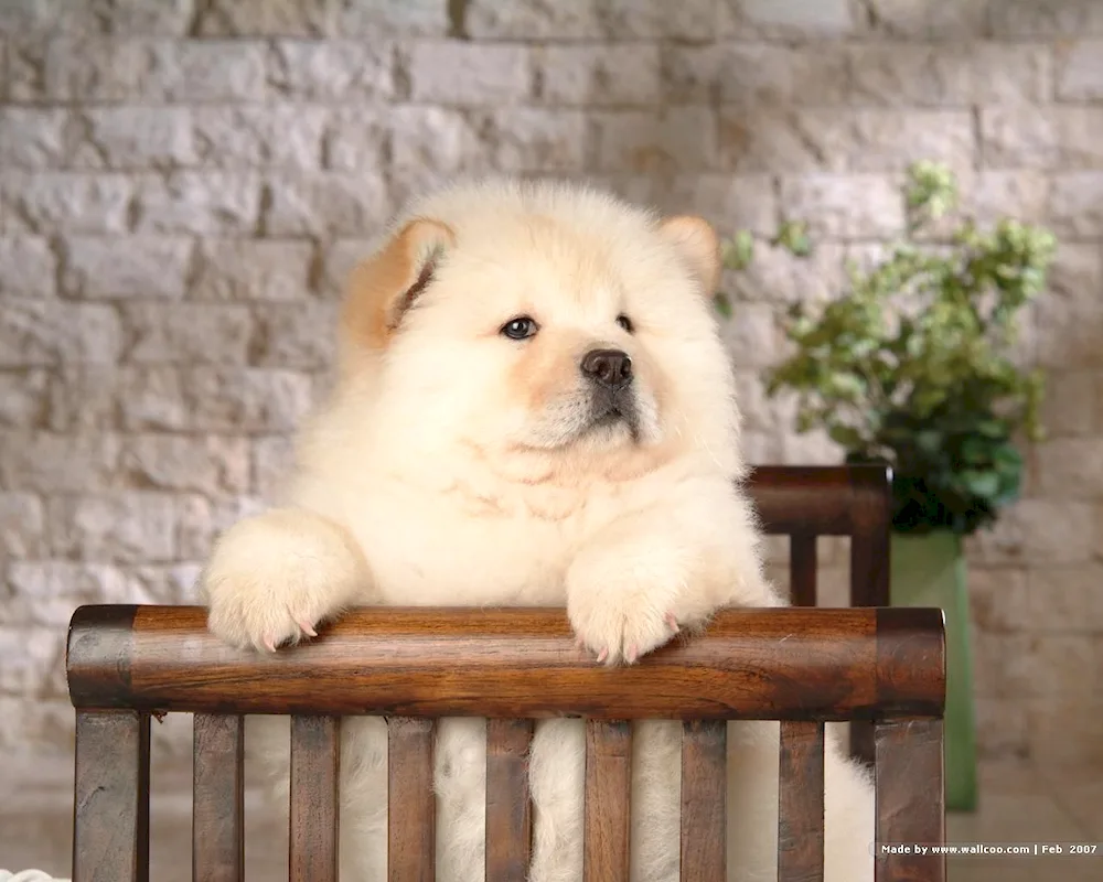 Chow chow dog