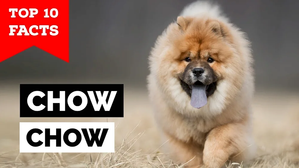 Chow Chow Chow Chow dog