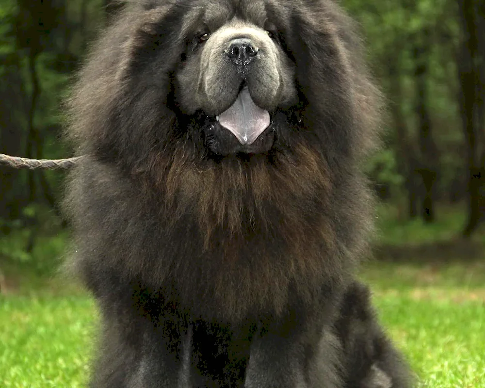 Tibetan Mastiff