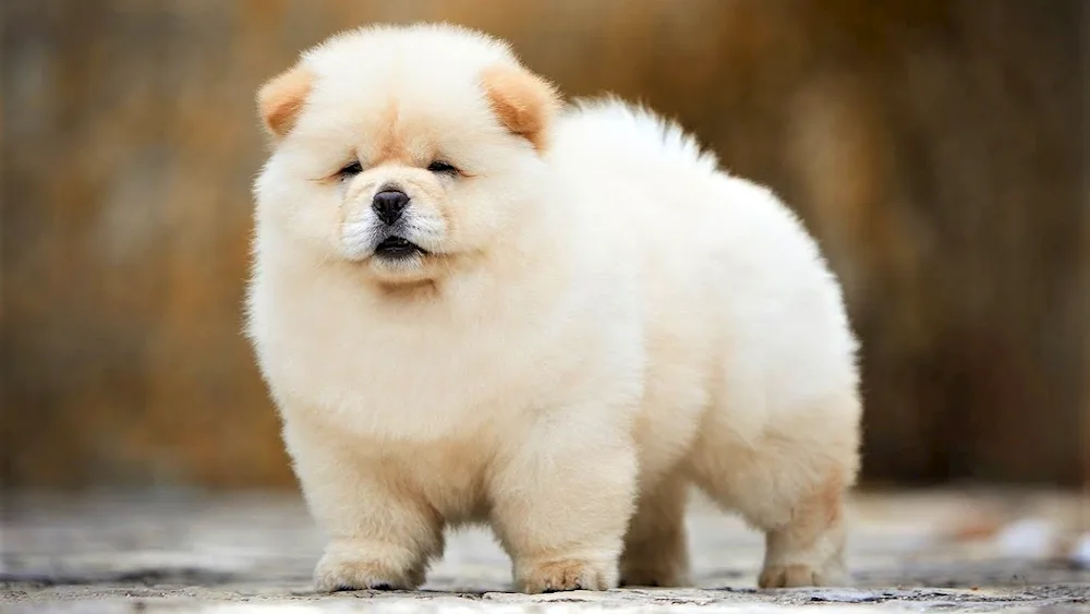 Chow- Chow