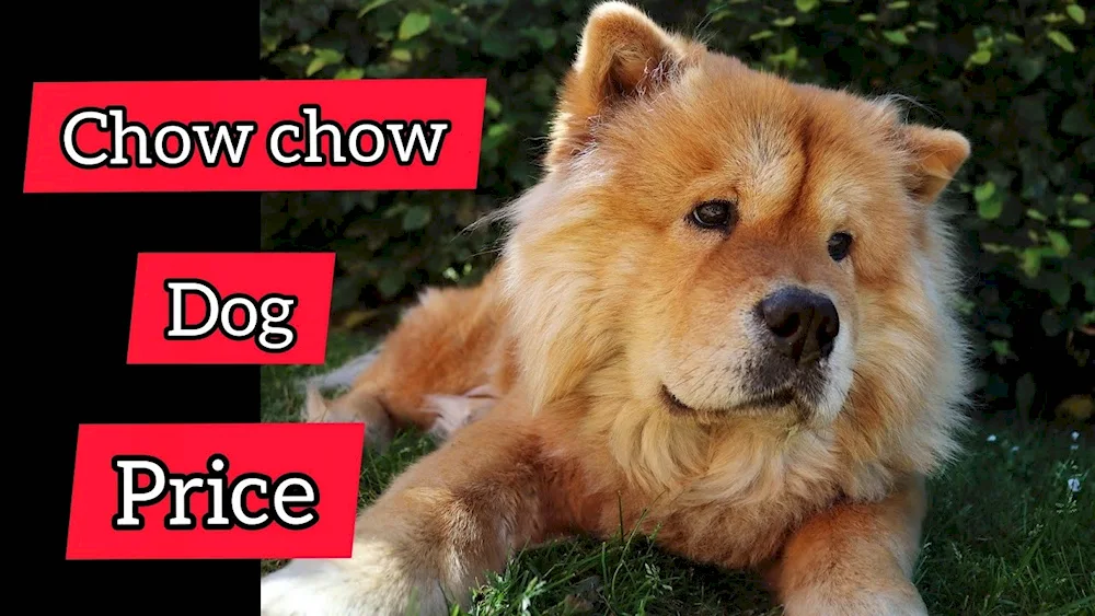 Chow Chow dog