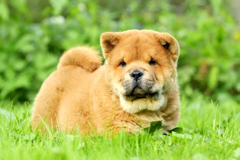 Chow Chow dog