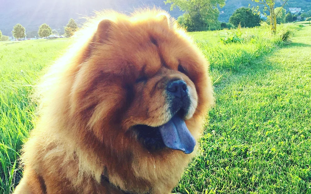 Chow Chow dog