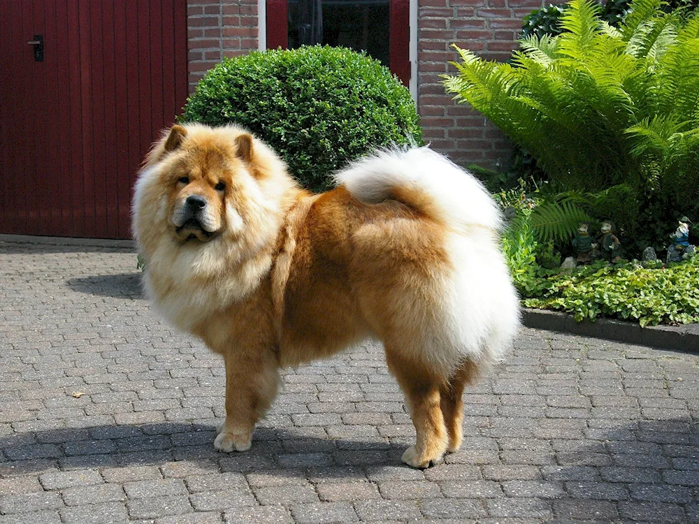 Samoyed dog