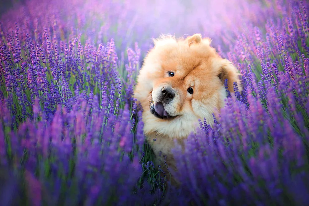 Chow chow dog