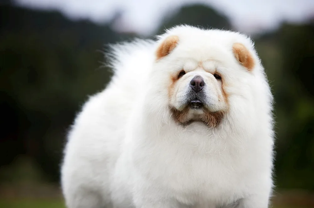 Samoyed husky