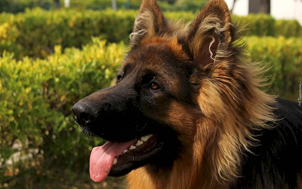 Austrian Shepherd Dog