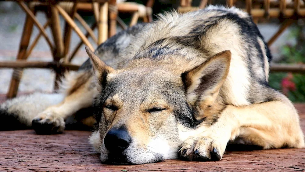 Czechoslovakian wolfhound