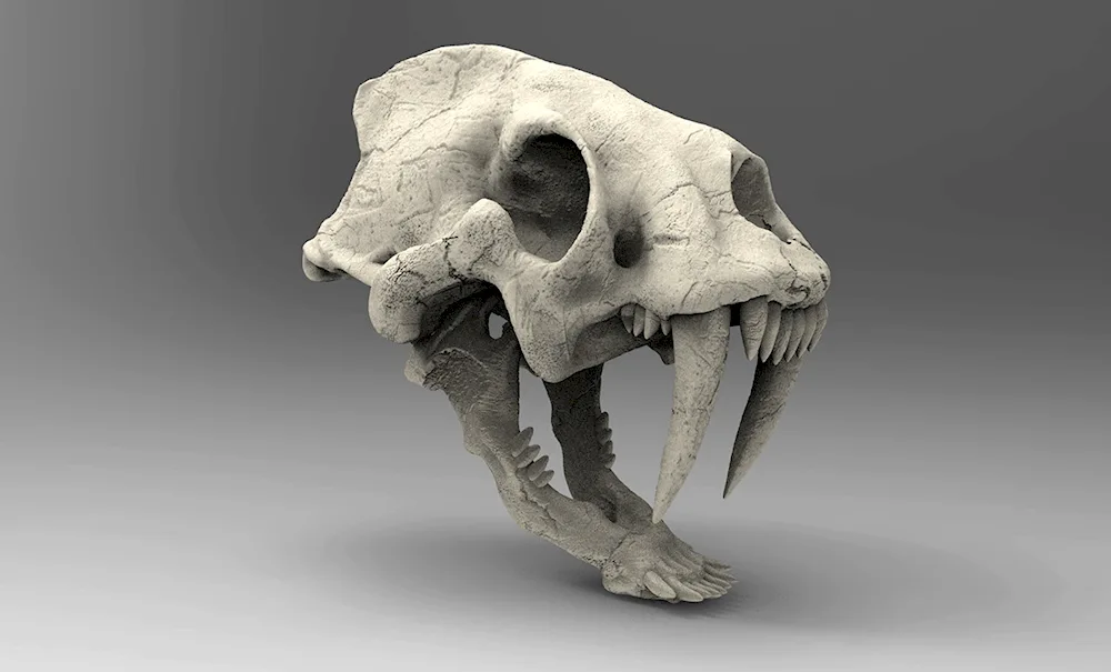 Sabre-toothed tiger jaw