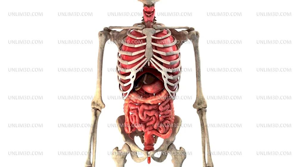 Human Body Structure