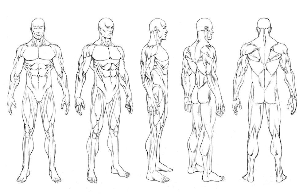 Man's anatomy reference