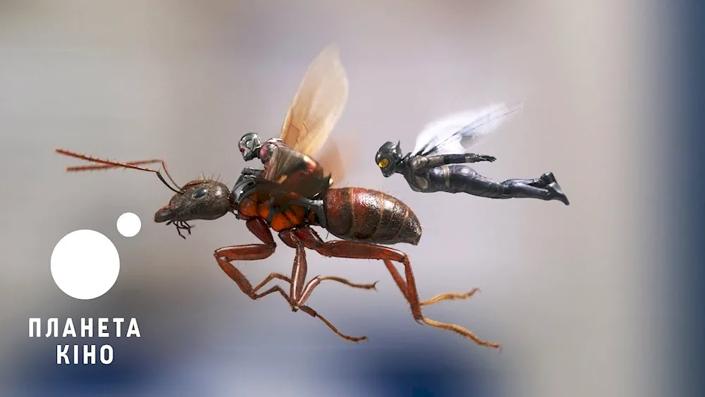 Man Ant and Wasp